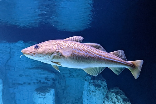 Models suggest that the Atlantic Cod (<em>Gadus morhua</em>) may have a higher risk of extinction as water temperatures increase. (Picture: WT Fiege, CC BY-SA via Wikimedia Commons)