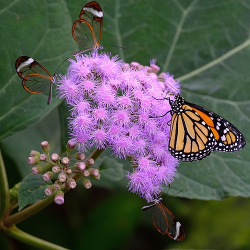 Monarch butterflies <em>(Danaus plexippus)</em> are an example of a species with formerly high local abundances that has declined in number (Picture: T. Hill)