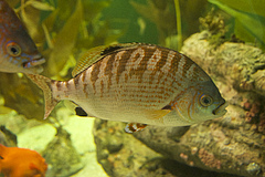 The rainbow perch (Hypsurus caryi) was found at fewer sites since monitoring started at the kelp beds off the coast of California. (Picture: PlanespotterA320 (CC BY-SA 4.0) via Wikimedia Commons)