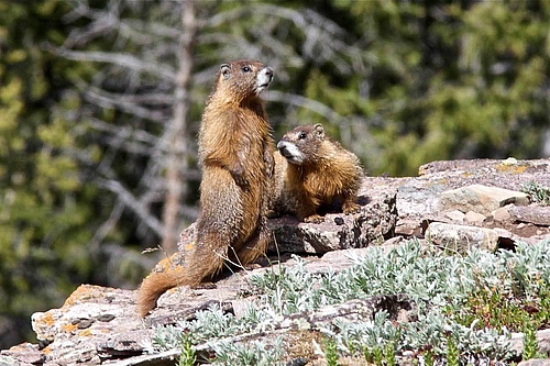 Especially in regions that are particularly affected by climate change, studies are often missing, for example in the mountains. The American yellow-bellied marmot is one of the few mammals for which the researchers were able to find relevant data. (Picture: Ben Hulsey)