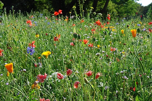 Flower-rich meadow at a park in Leipzig, Germany. (Picture: Gabriele Rada / iDiv)