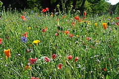 Flower-rich meadow at a park in Leipzig, Germany. (Picture: Gabriele Rada / iDiv)