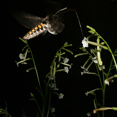 During the night, a tobacco hawkmoth (Manduca sexta) uses its proboscis to suck nectar from a flower of the wild tobacco Nicotiana attenuata. Sensory neurons located on the tip of the proboscis respond to the floral volatile (E)-α-bergamotene (Photo: Danny Kessler, Max Planck Institute for Chemical Ecology).