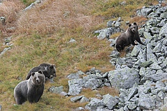 Eine B&auml;rin streift mit ihren beiden Jungen auf der Suche nach Heidelbeeren umher. Aufgenommen im September im Tatra-Gebirge, Polnische Karpaten. (Bild: Adam Wajrak)