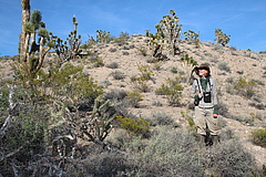 Lead author of the study, Dr Pia Backmann, in the wild tobacco habitat, the Great Basin Desert in Utah, USA. (Picture: Danny Kessler)