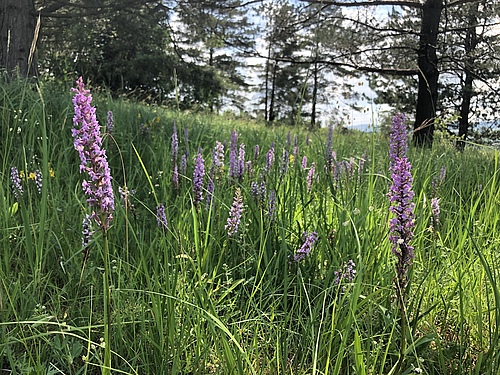 <em>Gymnadenia conopsea</em> is common in Northern Europe, but can also be found in Central Europa. The orchid-rich semi-natural grasslands of the Czech Republic are among the most species-rich plant communities in Europe. (Picture: Tiffany Knight)
