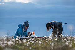 Meticulous on-the-ground observation provide critical insights into how Tundra vegetation is changing. (Picture: Jeffrey Kerby / National Geographic Society)