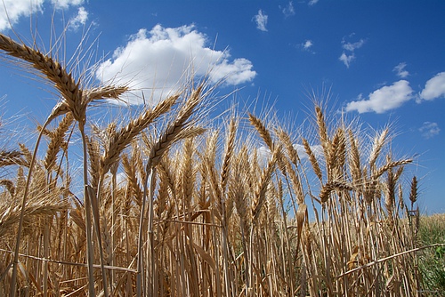 Arable field with wheat (picture: Isabelle Caugant, IWGSC Picture Library).