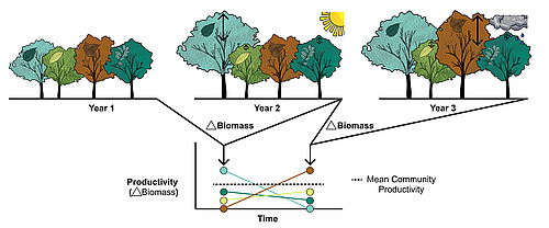 Graphical illustration of tree species responses in mixed-species forests to contrasting climatic conditions. Tree species grow differently in dry (year 2) or wet (year 3) years but this asynchronous growth stabilizes the productivity of the forest community. (Picture: Florian Schnabel)