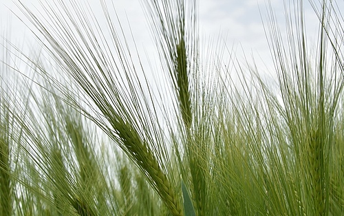 The genome of the crop plant barley consists of about five billion nucleotides. When the international research team led by the IPK compared the different assemblies to each other, the HiFi assembly performed best. (Picture: Eva Siebenhühner/IPK)