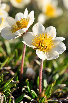 Surprisingly, comparably shorter species that are typical of the Arctic, such as mountain avens <em>(Dryas integrifolia), </em>are not declining.<em></em> (Picture: Anne Bjorkman)