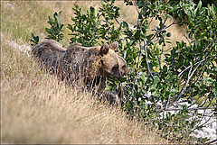 Recording the bears' patterns of movement is especially important for their own protection, but also for that of the people living there and the sensitive flora. (Picture: Francesco Culicelli / Photo archive of Salviamo l'Orso (https://www.salviamolorso.it))