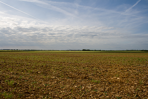 Agricultural landscape (picture: Christoph Scherber).