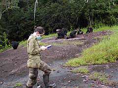 Long-term research has been shown to effectively conserve primates. Researcher recording data on a group of habituated chimpanzees (<em>Pan troglodytes verus</em>) in Ta&iuml; National Park, Ivory Coast. (Picture: Sonja Metzger)