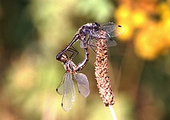 <em>Sympetrum danae</em> prefers standing water bodies including bogs. Populations have been declining in Germany. (Picture: Frank Suhling)
