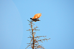 Scientists are calling for a new start in efforts to safeguard biodiversity. The photo shows a northern flicker lifting off (<em>Colaptes auratus</em> L.). (Picture: Marten Winter, iDiv)