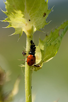 Black bean aphid and lady beetle (Picture: Christoph Scherber)
