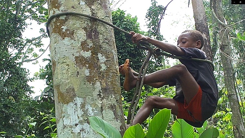 A BaYaka boy climbs a tree to forage for food (Picture: Karline Janmaat)