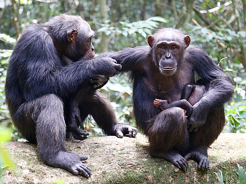 In the Ivory Coast’s Taï National Park the anthrax pathogen Bacillus cereus biovar anthracis is posing a serious threat to wildlife, including chimpanzees (Photo: MPI f. Evolutionary Anthropology/ L. Samuni)