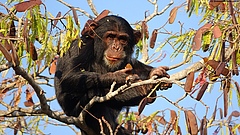 Ein junger Schimpanse beim Verspeisen des Inhalts von Samenkapseln (Issa-Tal, Tansania). (Bild: R. Drummond-Clarke/GMERC)