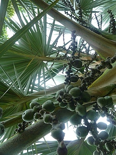 Fr&uuml;chte und Bl&auml;tter der <em>Latania loddigesii</em>-Palme im Tropischen Botanischen Garten von Xishuangbanna, China (Bild: Renske Onstein/iDiv)