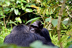 Chimpanzee in tropical forest