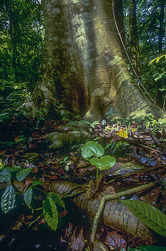Trunk and seedling of a long-lived pioneer (<em>Cavanillesia platanifolia</em>). Giant long-lived pioneers store most of the biomass in this tropical forest, even though their seedlings only very rarely survive and make it to the canopy. (Picture: Christian Ziegler)