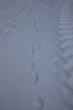 Im frischen Schnee hat Dirk Hirsch auch die Spuren des Luchses entdeckt. (Bild: Dirk Hirsch)