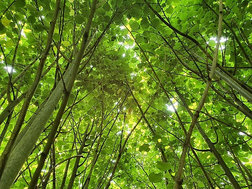 A look into the canopy of the experimental forest plantation MyDiv. (Picture: Tama Ray)