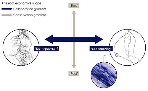 The space of the root economy comprises two independent gradients. The expression of a plant's roots depends on how the respective species has strategically aligned itself in the course of evolution with regard to these two gradients. A 'fast' or 'slow' economic strategy within the construction gradient is found in roots as well as in above-ground leaves and shoots. The collaboration gradient, on the other hand, only exists underground: do-it-yourself roots are comparatively thin and long to absorb as many nutrients as possible from the soil, while outsourcing roots are thicker to accommodate the symbiotic fungi. (Picture: Authors of the study)