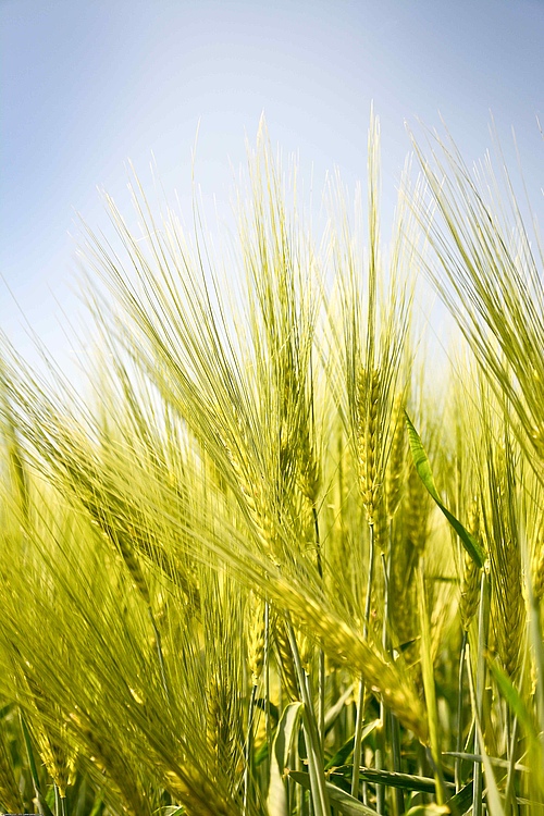 Barley on the fields of the Leibniz Institute of Plant Genetics and Crop Plant Research (IPK) in Gatersleben (Photo: Heike Ernst/ IPK).