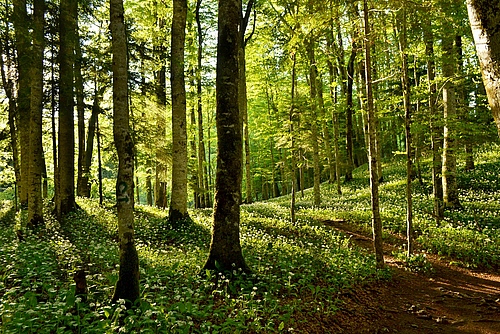 European beech forest in Biogradska Gora National Park in Bosnia-Herzegovina (photo: Eleonora Giarizzo).
