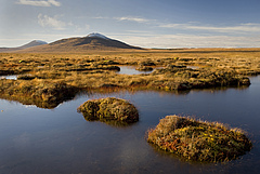 Blanket Bog of the Flow Country Forsinard (Photo: Eleanor Bentall/rspb-images.com)