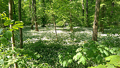 Leipzig riparian forest (Picture: Volker Hahn, iDiv)