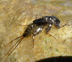 Mayfly larva of the genus Ecdyonurus (photo: Steve Ormerod)