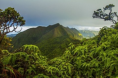 The Ko'olau summit on the island of O'ahu in Hawai'i where researchers found that biodiversity is higher in forests on older islands than on younger ones, but that this effect may be diluted by introduced species. (Picture: William Weaver)