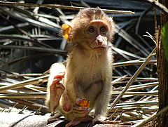 Infant southern pig-tailed macaque feeding on an oil palm fruit (Picture: Anna Holzner)