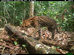 Ocelot (<em>Leopardus pardalis)</em> foraging in the <em>terra firme</em> forests of Aman&atilde; Sustainable Development Reserve (ASDR), Central Amazonia (Picture: www.mamiraua.org)