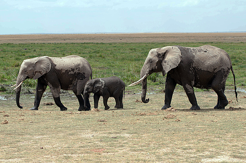 The African elephant is the largest animal on land, but not the fastest. (Picture: Bernd Adam)