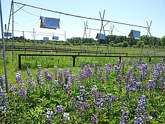 Heating lamps above a lupine monoculture (photo: Susan Barrott).