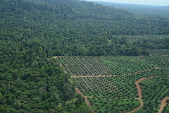 The production of oilseeds such as palm oil is currently becoming the most important driver of species extinction on a global scale. (Picture: HUTAN-KOCP)
