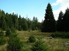 The Schlöppnerbrunnen peatland is home to the elusive Desulfosporosinus. This rare yet highly active bacterium contributes substantially to biochemical cycling, such as sulfate reduction, ultimately controlling methane production (photo: Dept of Microbiology and Ecosystem Science/University of Vienna).