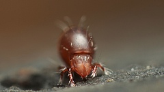 Soil animals like this moss mite<em> (Oribatida)</em> belong to the important group of decomposers. Their reduced number and biomass in the future is likely to have an adverse effect on the decomposition performance of the animals, which will result in slower nutrient recycling.&nbsp; (Picture: Andy Murray)