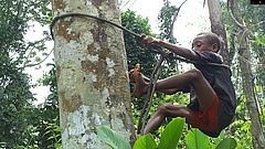Ein BaYaka-Junge klettert f&uuml;r die Nahrungssuche auf einen Baum (Bild: Karline Janmaat)