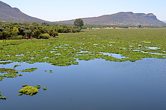 Water hyacinth <em>(Eichhornia crassipes)</em> invasion in the Hartbeespoort reservoir in South Africa. Introduced as an ornamental plant it has become invasive across all continents except Antarctica. The plant alters local water flow, community composition and provides habitats for mosquitos that act as a major vector of diseases (Picture: Olga Ernst, CC BY-SA 4.0)
