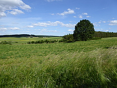 The data used in the study come from the project "Biodiversity Exploratories". The picture shows one of the study sites in Brandenburg (Schorfheide-Chorin; photo: Beatrix Schnabel).