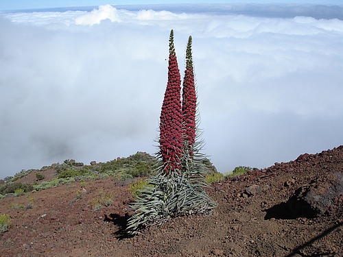 One of the most impressive examples of woodiness on the Canary Islands is offered by Wildpret's viper's bugloss (<em>Echium wildpretii subsp. Wildpretii)</em>. The species is found exclusively on the high flanks of the Teide volcano on Tenerife. (Picture: Frederic Lens/ Naturalis Biodiversity Centre in Leiden)