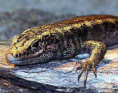 Otago Skink (<em>Oligosoma otagense</em>), IUCN Red List Status: Endangered. Endemic to New Zealand, the Otago Skink occurs as two separate populations on Otago. The range of this species is thought to have declined by 90% over the past century due to threats such as predation and human-caused degradation of grassland habitat. (Picture: Bernard Spragg, Otago, New Zealand)