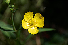 The native bankside plant, the common buttercup (<em>Ranunculus lingua</em>), which has disappeared from many places due to drainage and eutrophication, can be ordered from nurseries as a potted plant and kept in a pond or on a balcony. (Picture: Wikimedia Commons)
