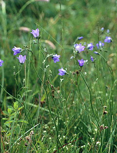 The decrease or extinction of plant species such as the harebell may trigger the coextinction of animal species. Photo: Helge Bruelheide